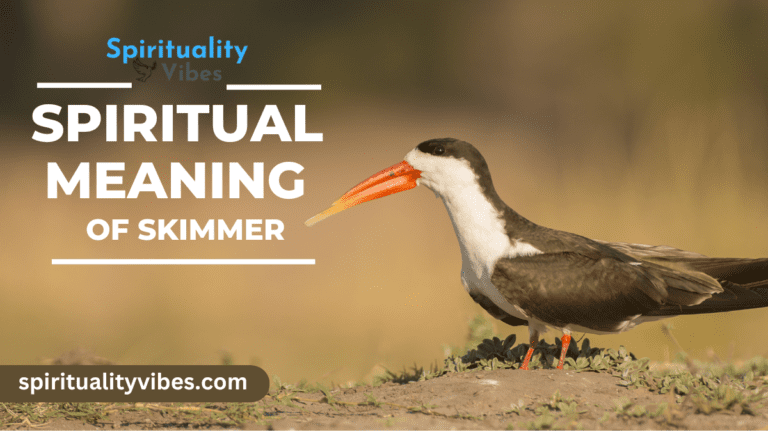 Spiritual Meaning of Skimmer