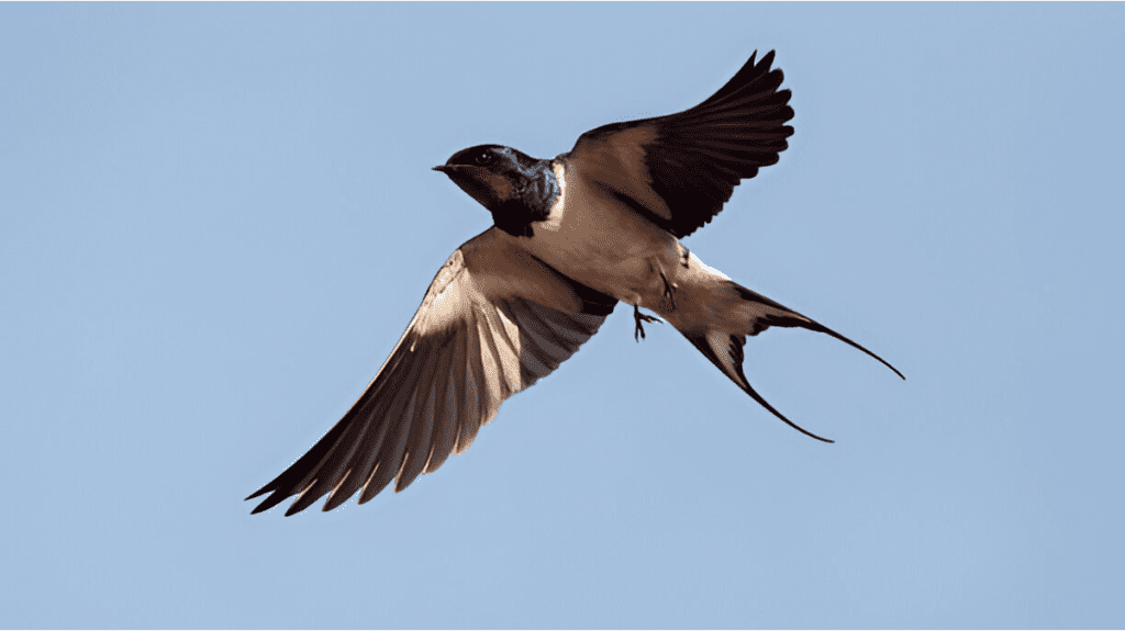 Spiritual Meaning of Swallow