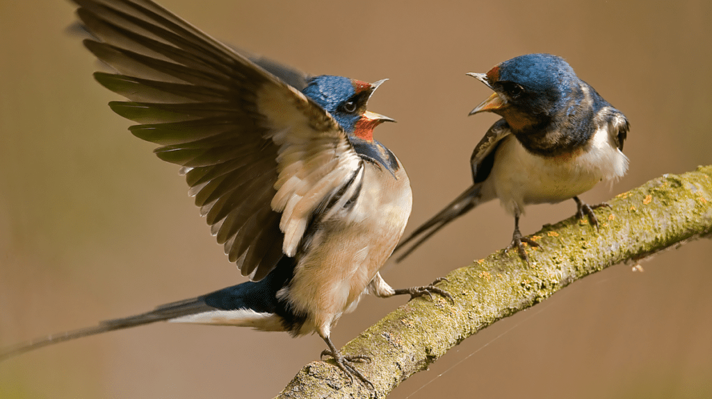 Spiritual Meaning of Swallow