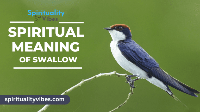 Spiritual Meaning of Swallow