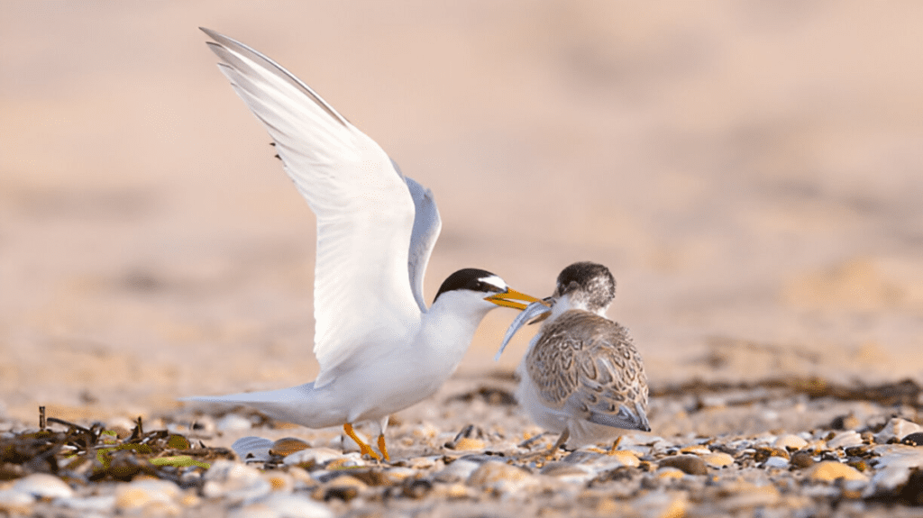 Spiritual Meaning of Tern