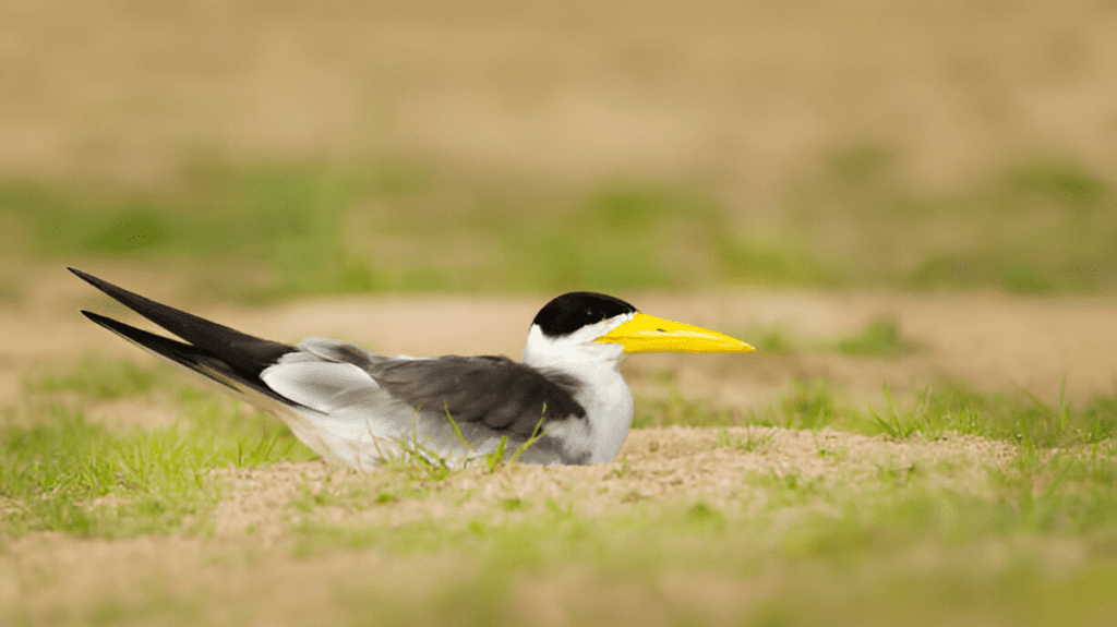 Spiritual Meaning of Tern