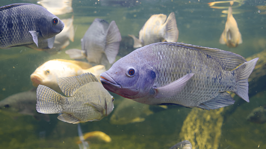 Spiritual Meaning of Tilapia