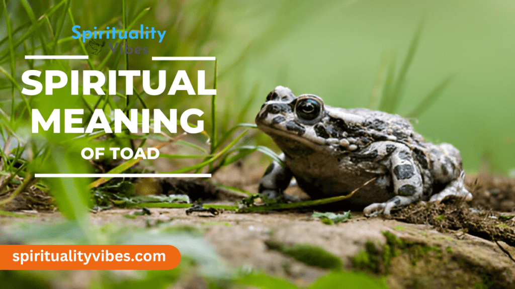 Spiritual Meaning of Toad