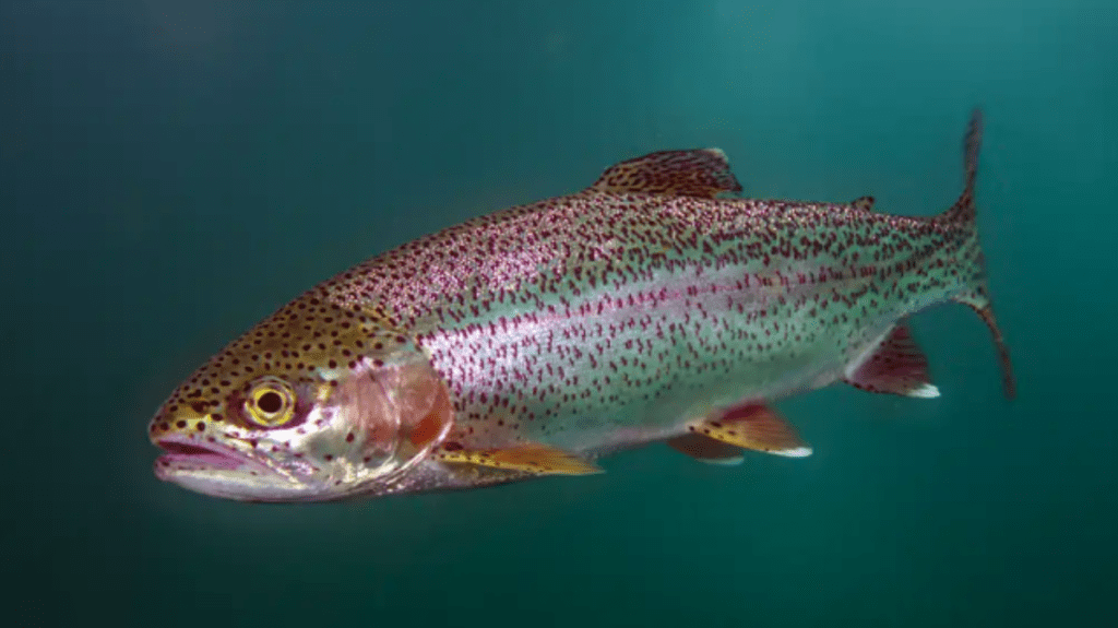 Spiritual Meaning of Trout