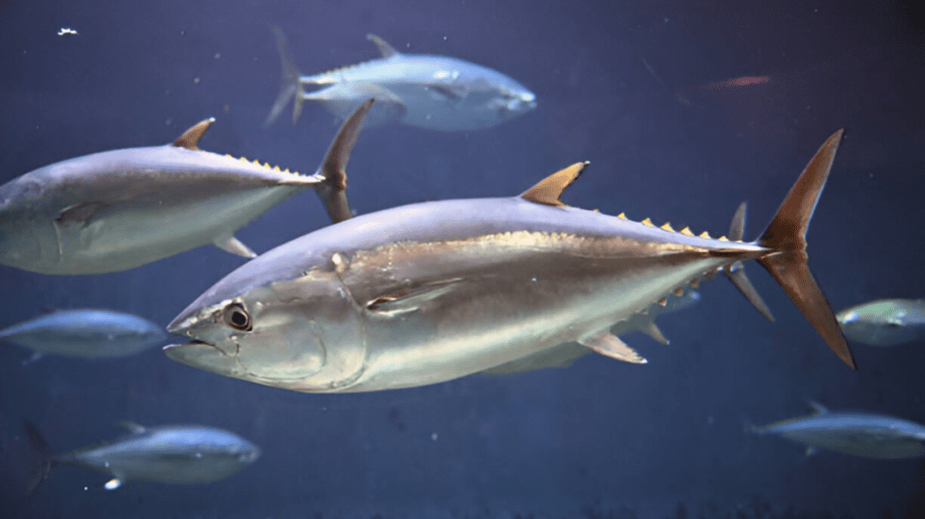 Spiritual Meaning of Tuna