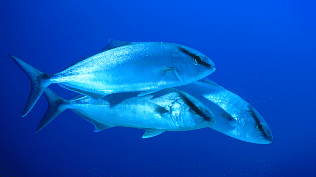 Spiritual Meaning of Tuna