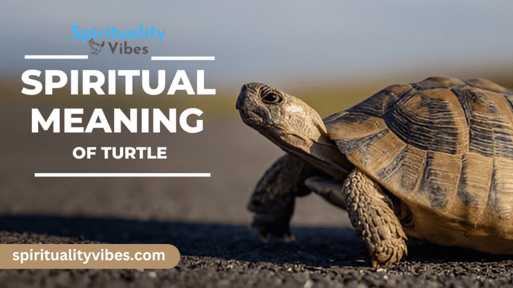 Spiritual Meaning of Turtle