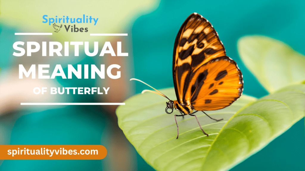 Spiritual Meaning of butterfly