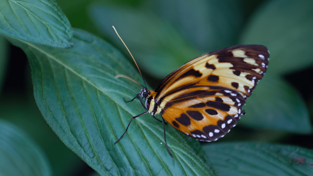 Spiritual Meaning of butterfly