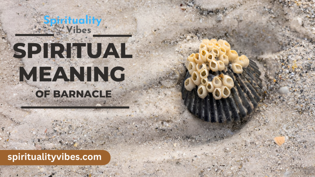 Spiritual Meaning of Barnacle