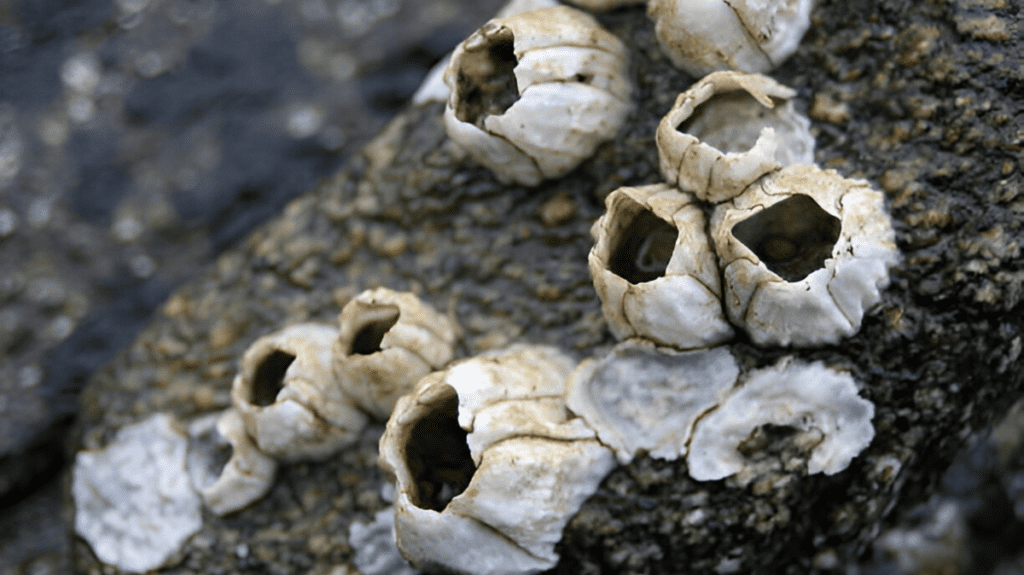 Spiritual Meaning of Barnacle