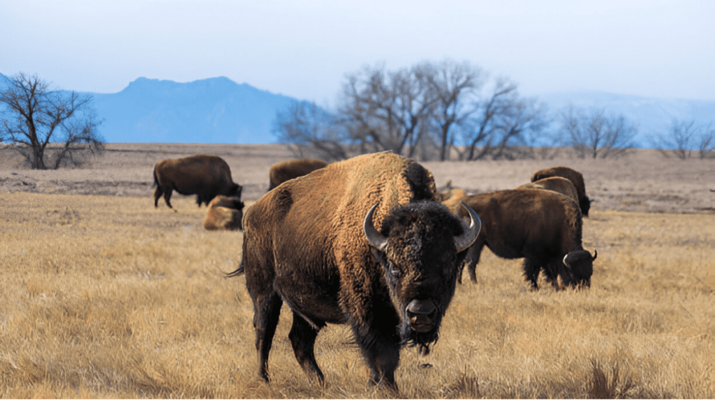 Spiritual Meaning of Bison