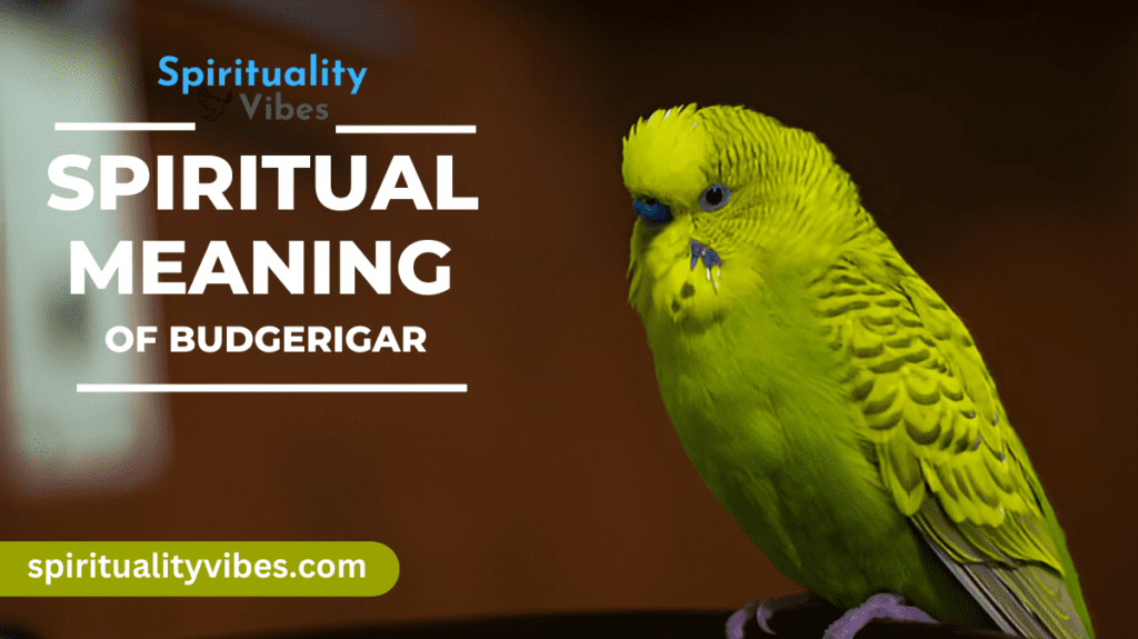 Spiritual Meaning of Budgerigar