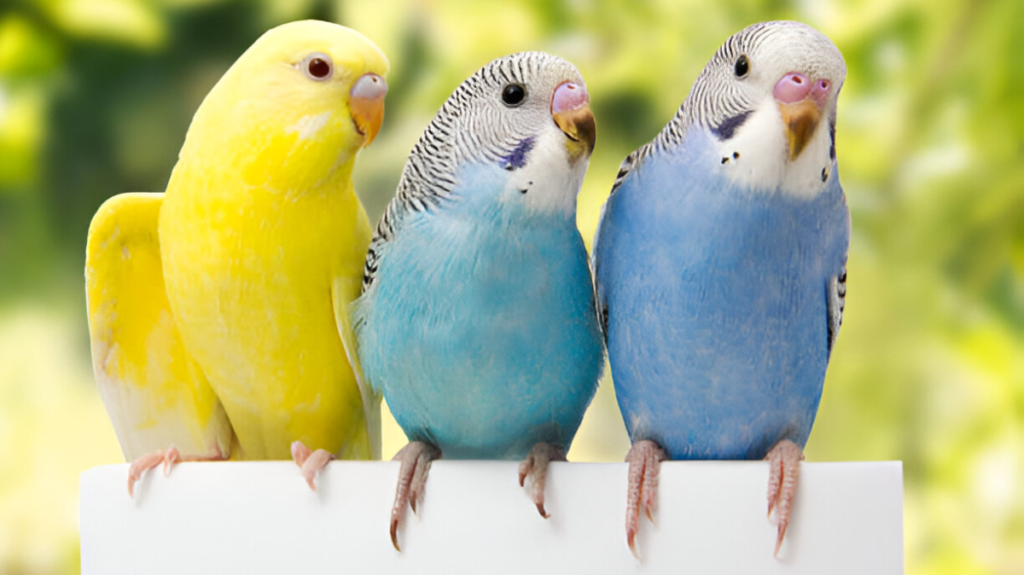 Spiritual Meaning of Budgerigar