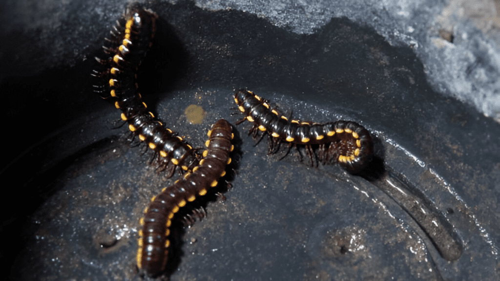 Spiritual Meaning of Centipede