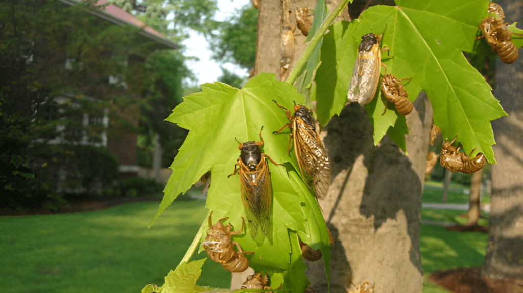 Spiritual Meaning of Cicada