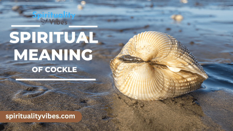 Spiritual Meaning of Cockle