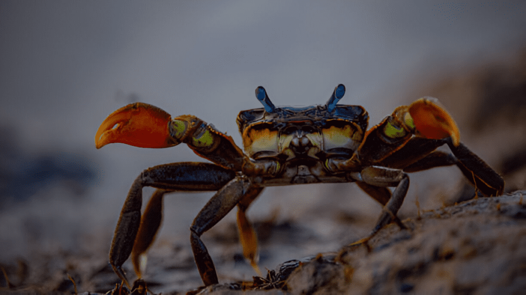 Spiritual Meaning of Crab