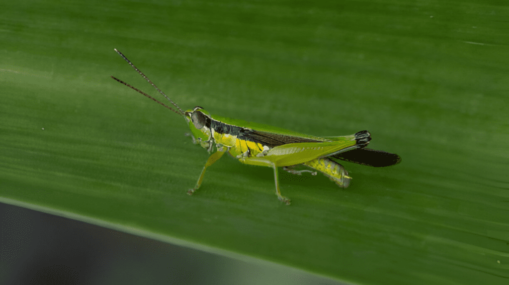 Spiritual Meaning of Cricket