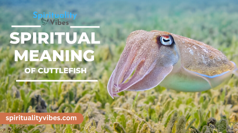 Spiritual Meaning of Cuttlefish