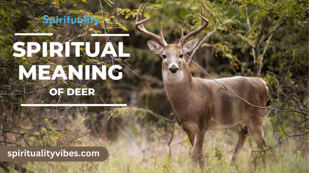 Spiritual Meaning of Deer