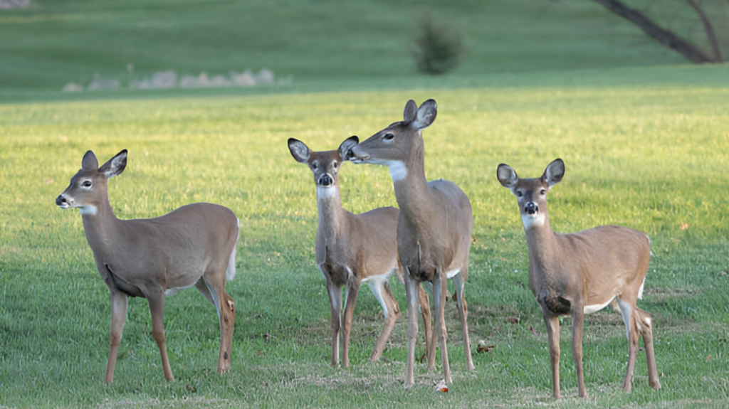 Spiritual Meaning of Deer