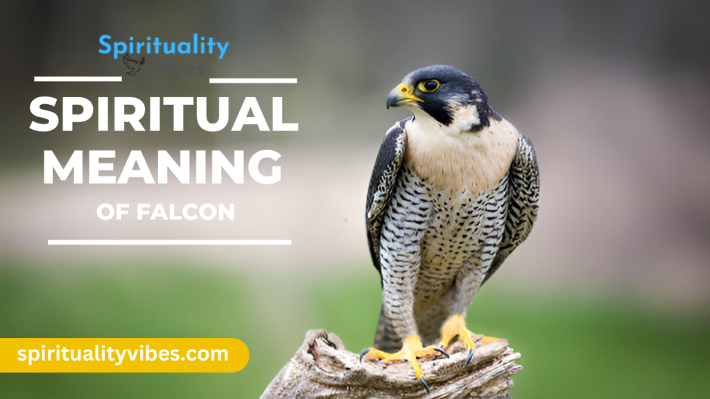 Spiritual Meaning of Falcon