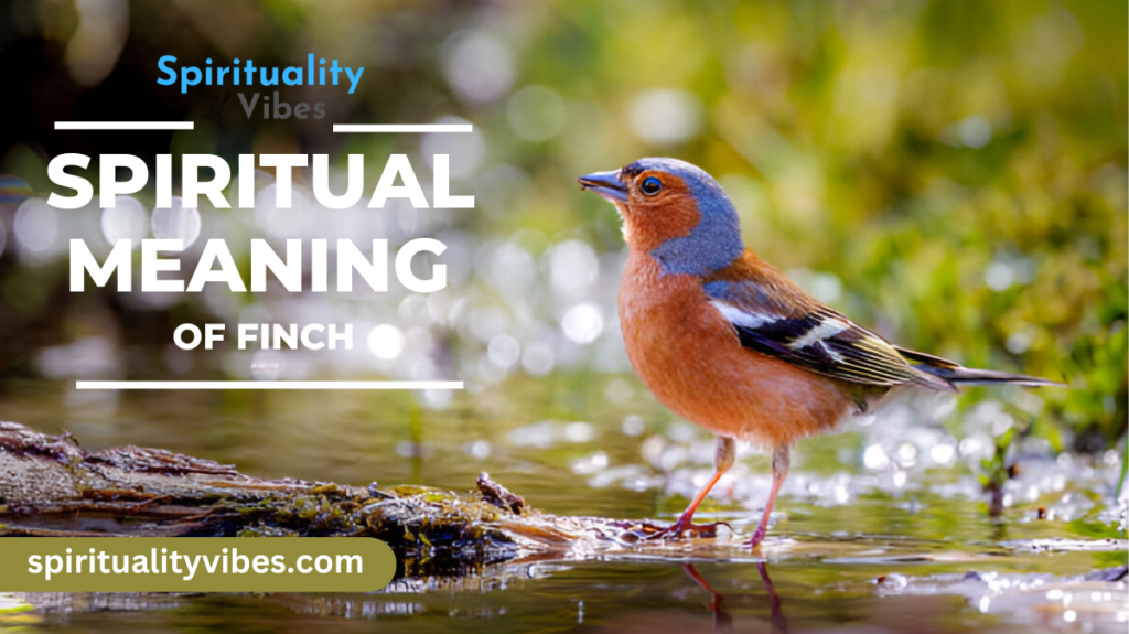 Spiritual Meaning of Finch