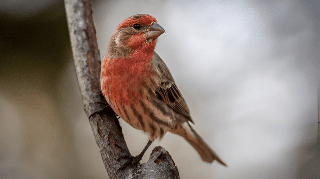 Spiritual Meaning of Finch