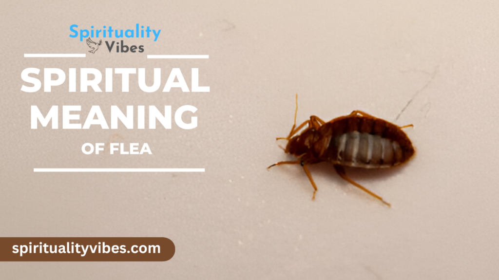 Spiritual Meaning of Flea