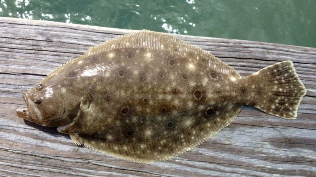 Spiritual Meaning of Flounder