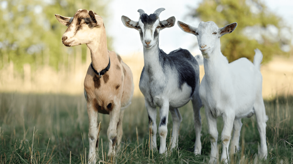 Spiritual Meaning of Goat