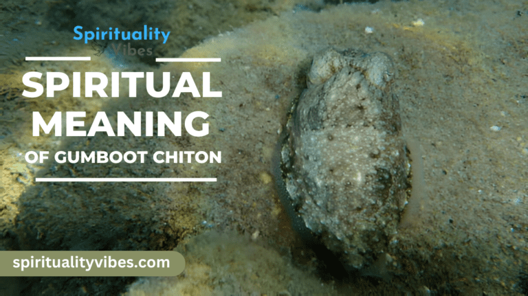 Spiritual Meaning of Gumboot Chiton