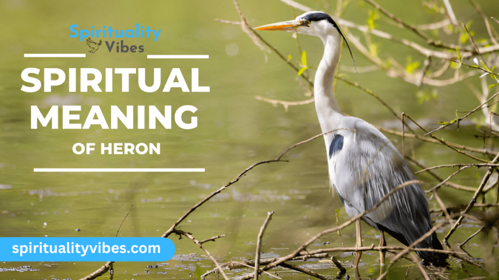 Spiritual Meaning of Heron