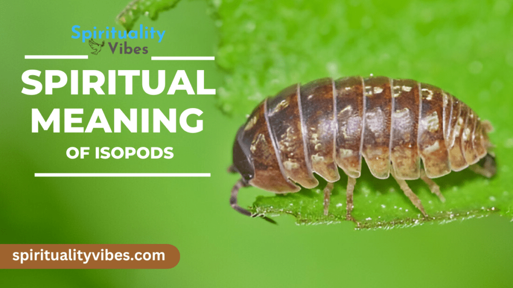 Spiritual Meaning of Isopods