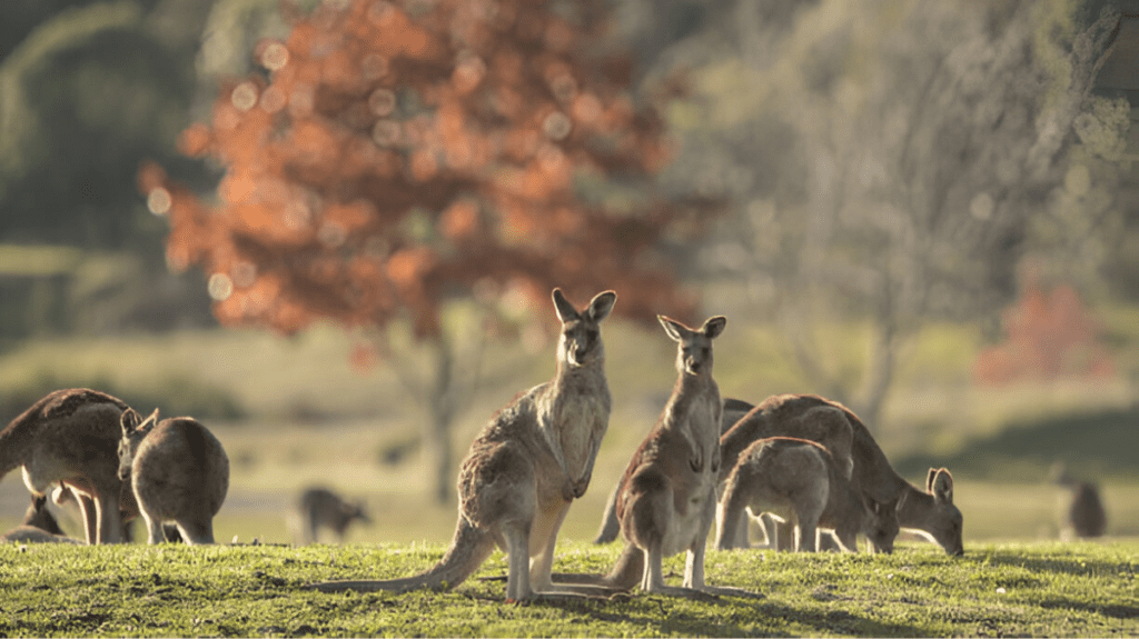 Spiritual Meaning of Kangaroo