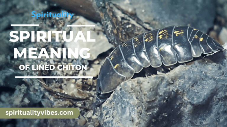 Spiritual Meaning of Lined Chiton