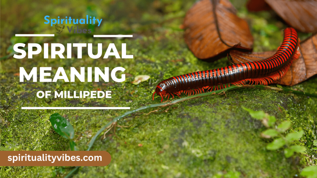 Spiritual Meaning of Millipede