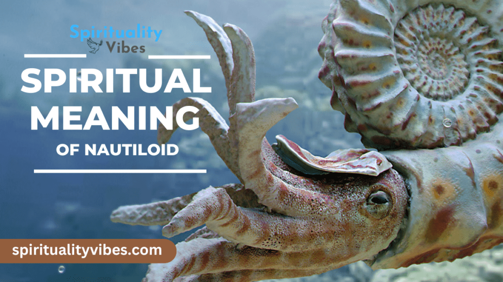 Spiritual Meaning of Nautiloid