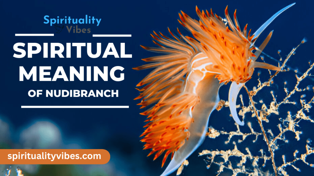 Spiritual Meaning of Nudibranch