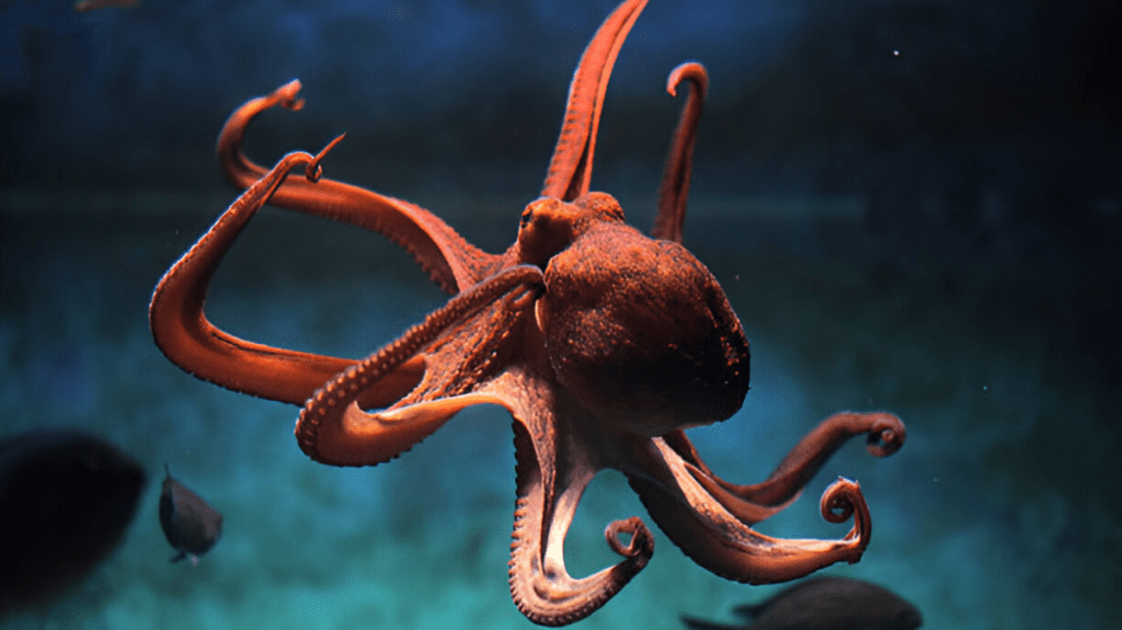 Spiritual Meaning of Octopus