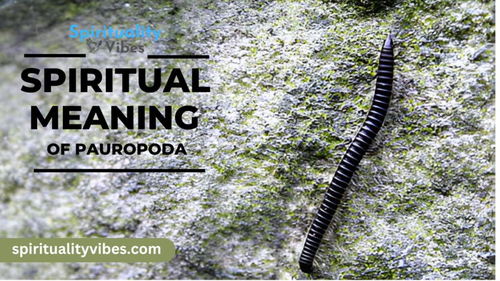 Spiritual Meaning of Pauropoda