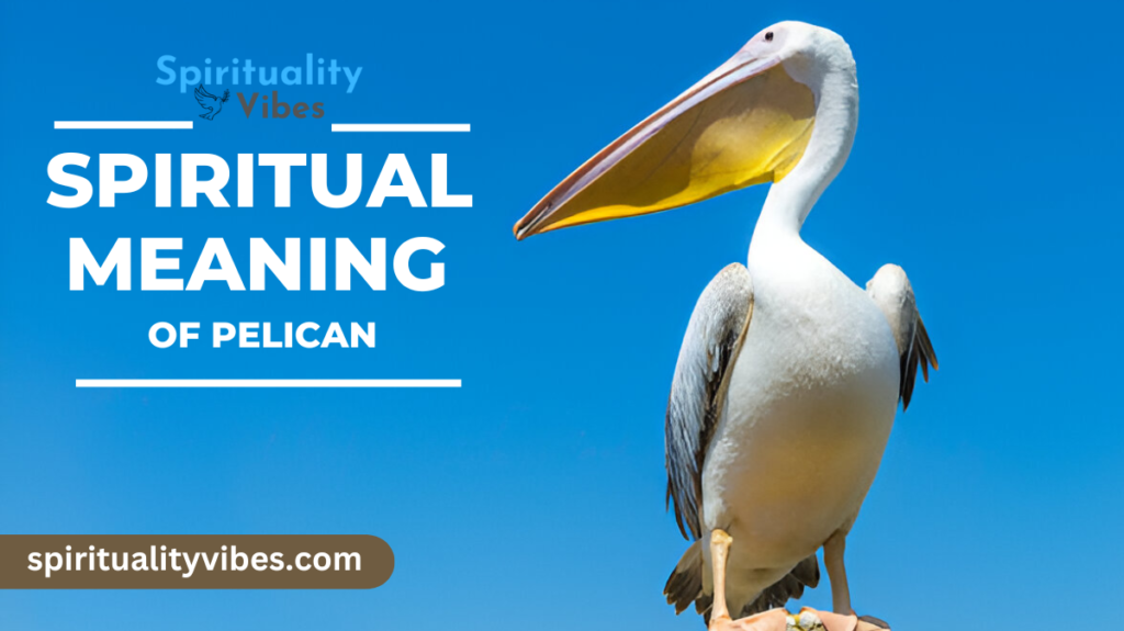 Spiritual Meaning of Pelican