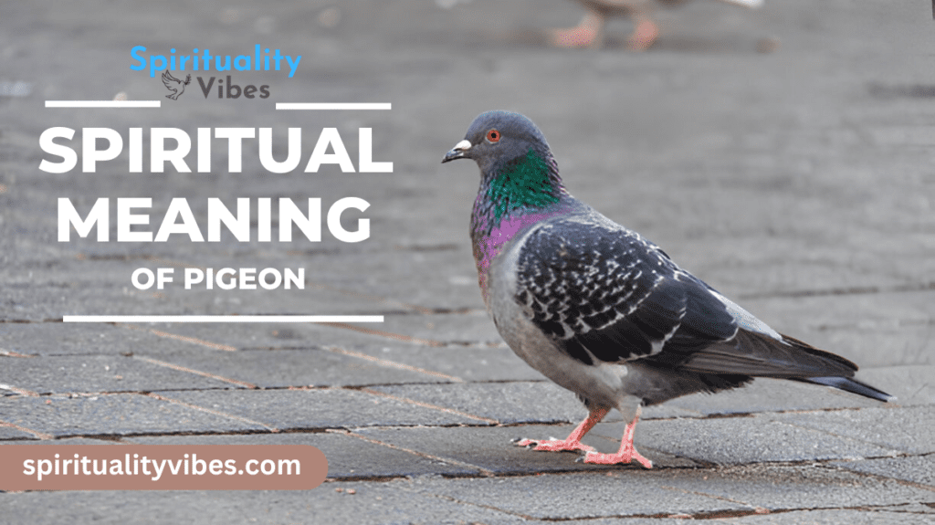 Spiritual Meaning of Pigeon