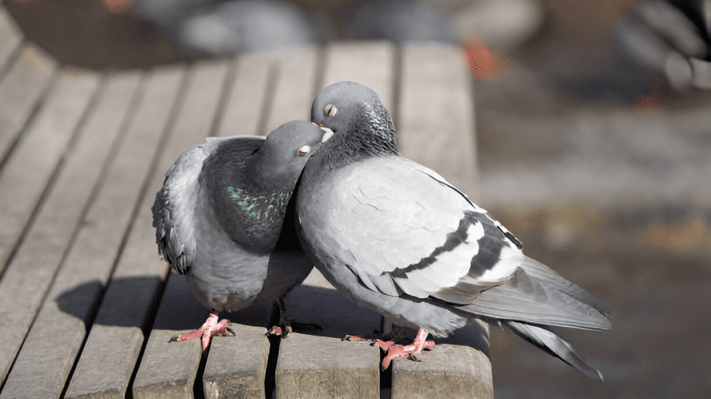 Spiritual Meaning of Pigeon