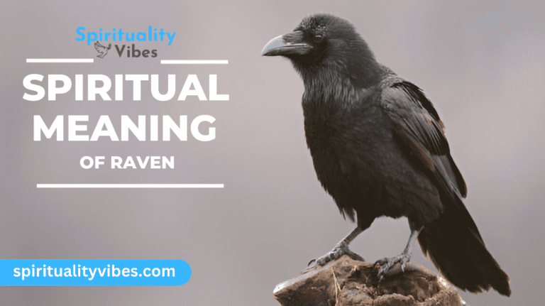 Spiritual Meaning of Raven