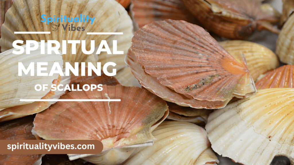 Spiritual Meaning of Scallops