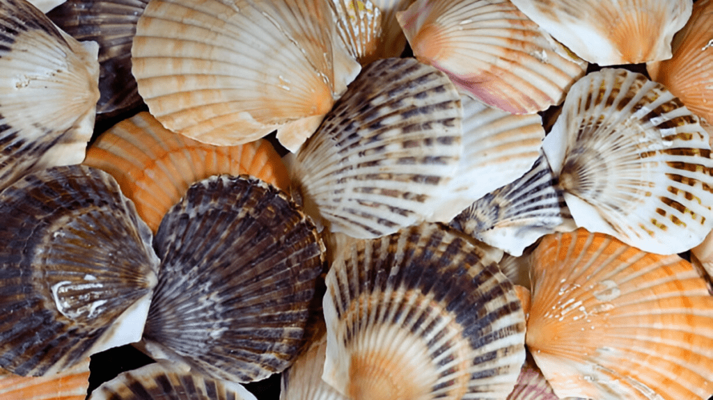 Spiritual Meaning of Scallops