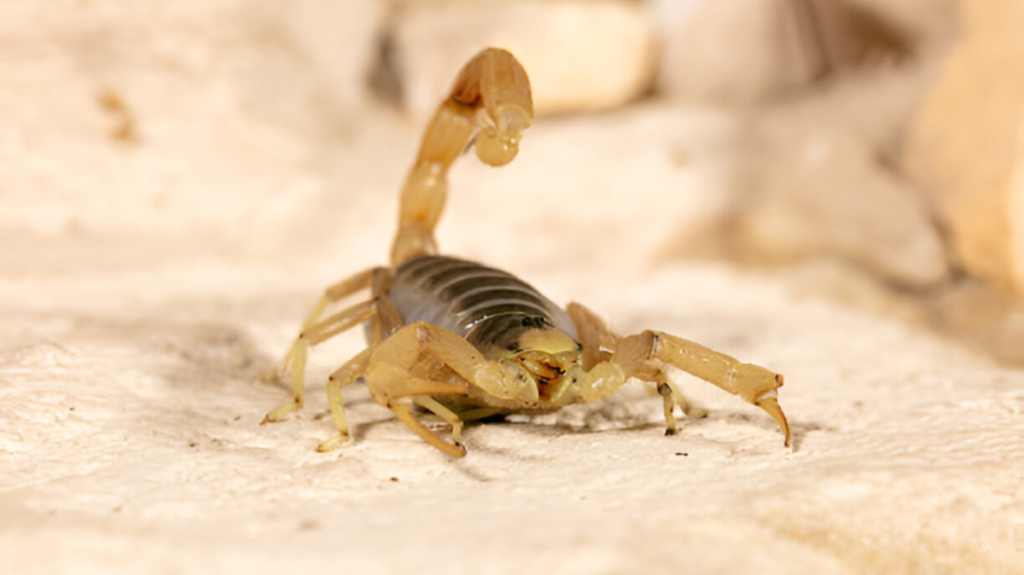 Spiritual Meaning of Scorpions